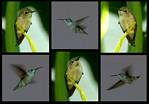 (03) montage (hummingbird at pun's place).jpg    (1000x700)    219 KB                              click to see enlarged picture